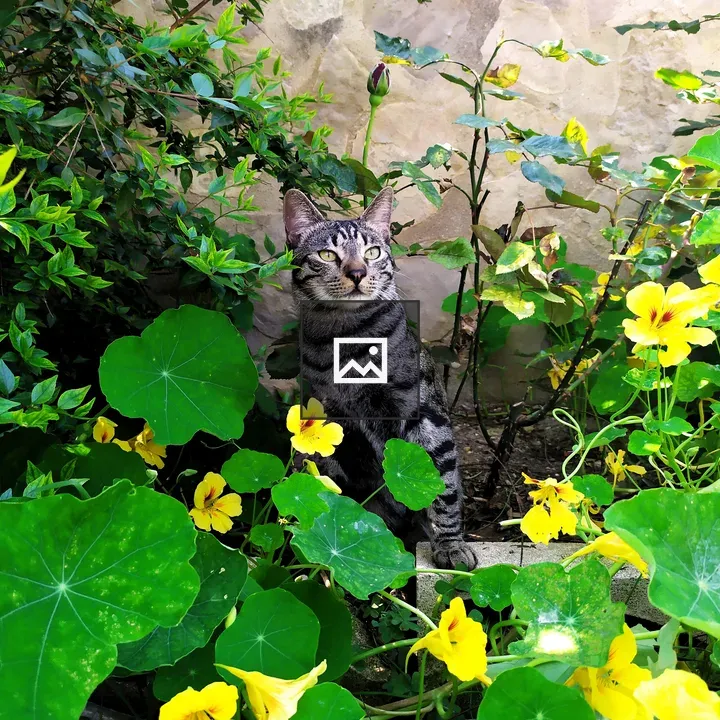 Cat Among Nasturtiums