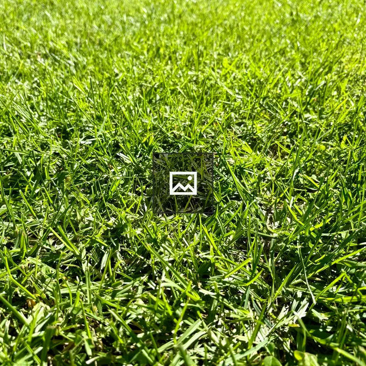 Closeup of green grass
