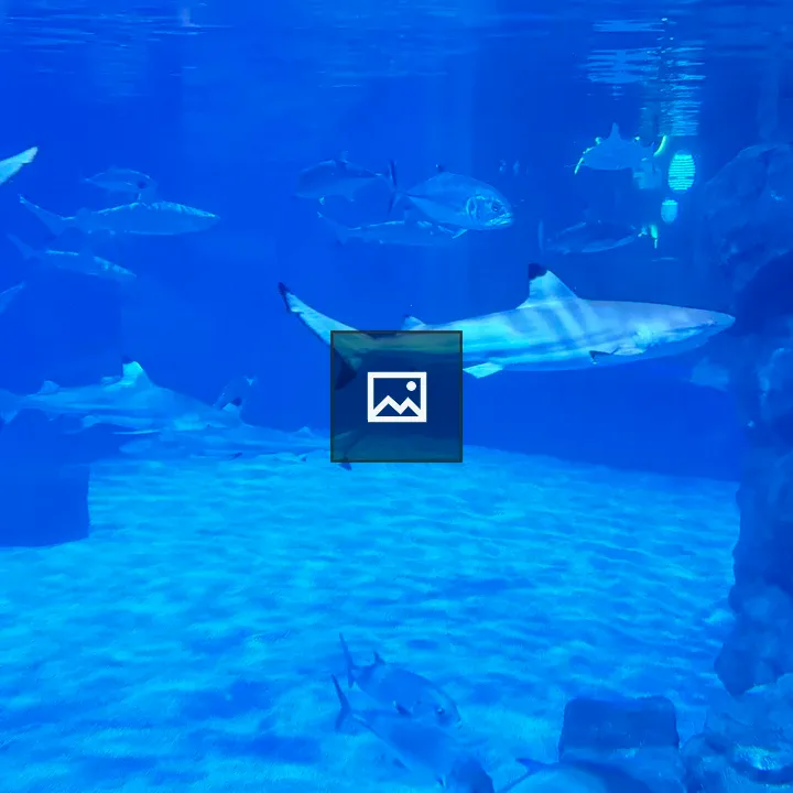 Blacktip reef sharks and silver fish