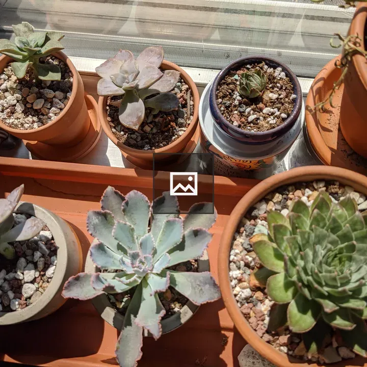 Succulents by a Window