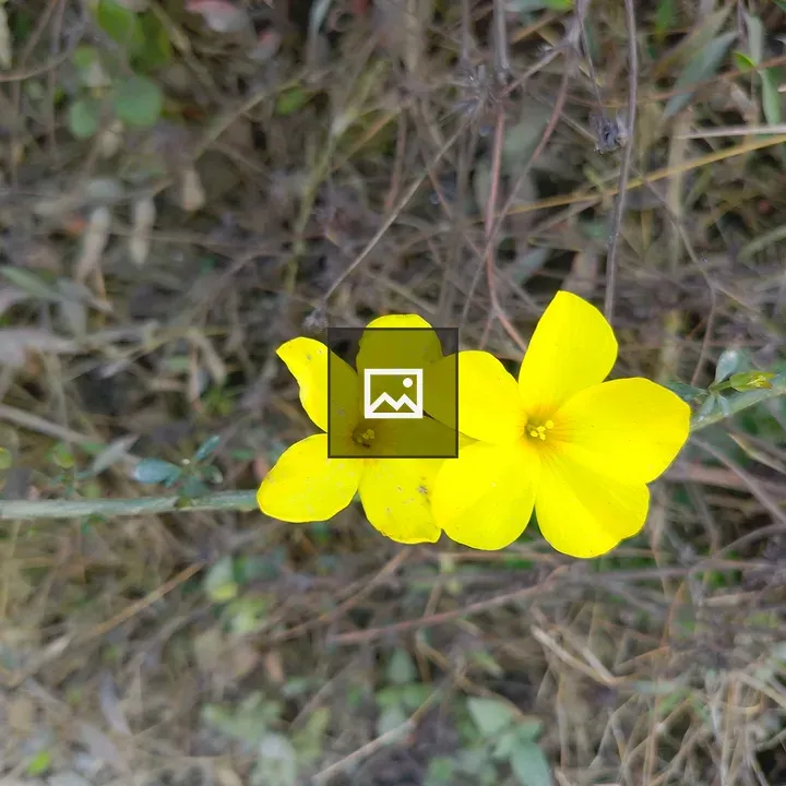 Two yellow flowers on a stem