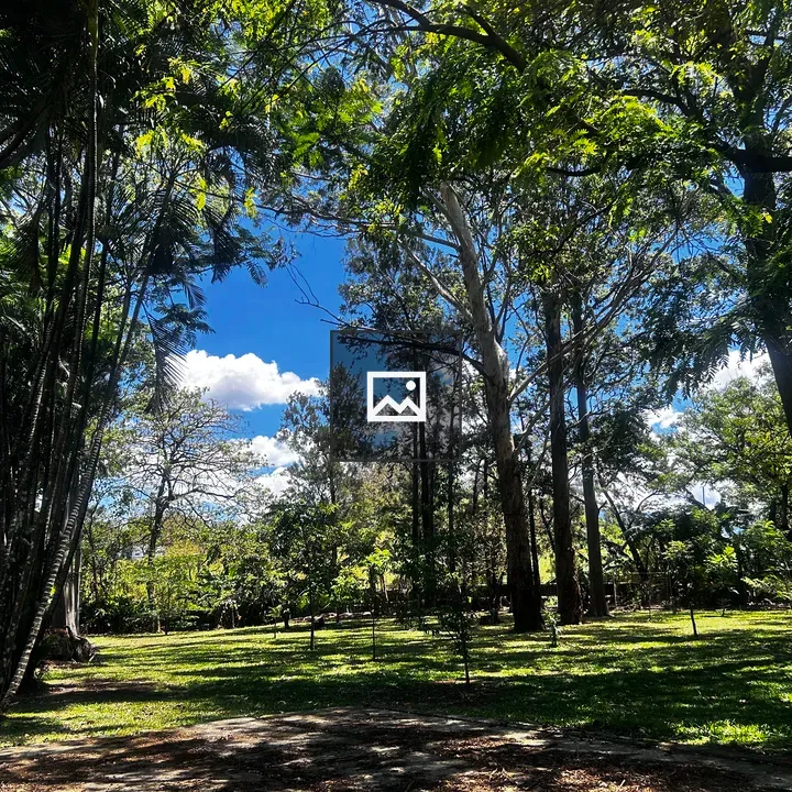 Park with Tall Trees and Sunlight