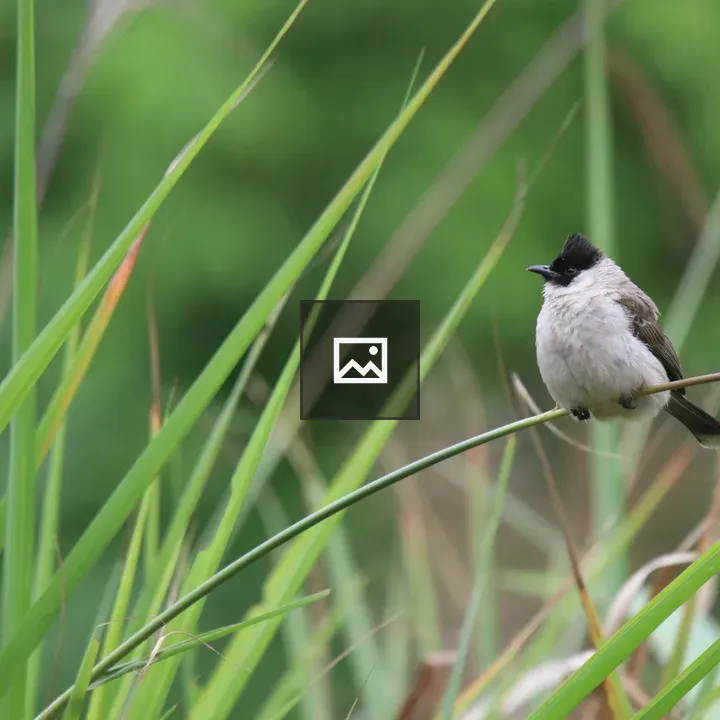 Sooty-headed Bulbul on Grass Stem