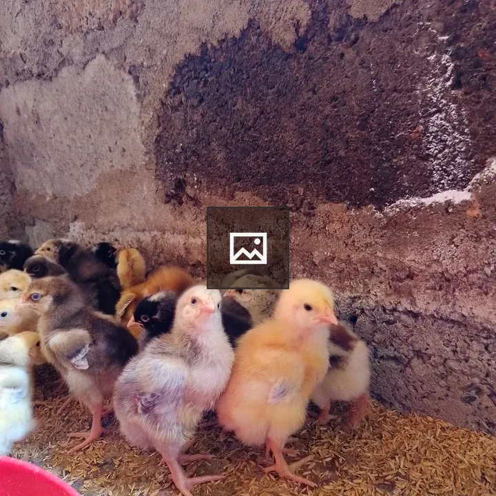 Baby chicks in corner by stone wall