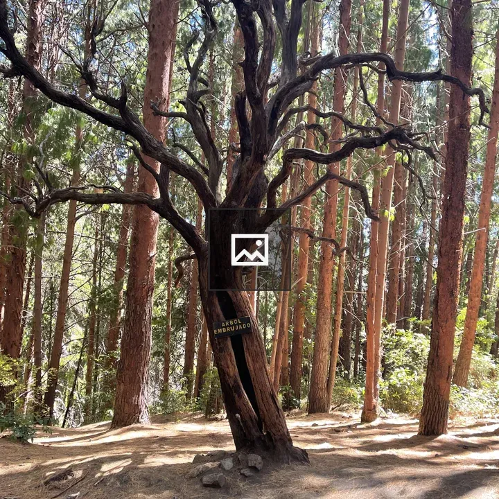 Spooky tree at Prusia Forest