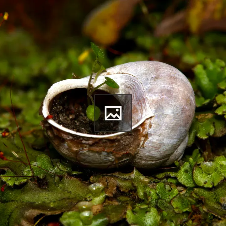 New life in snail shell