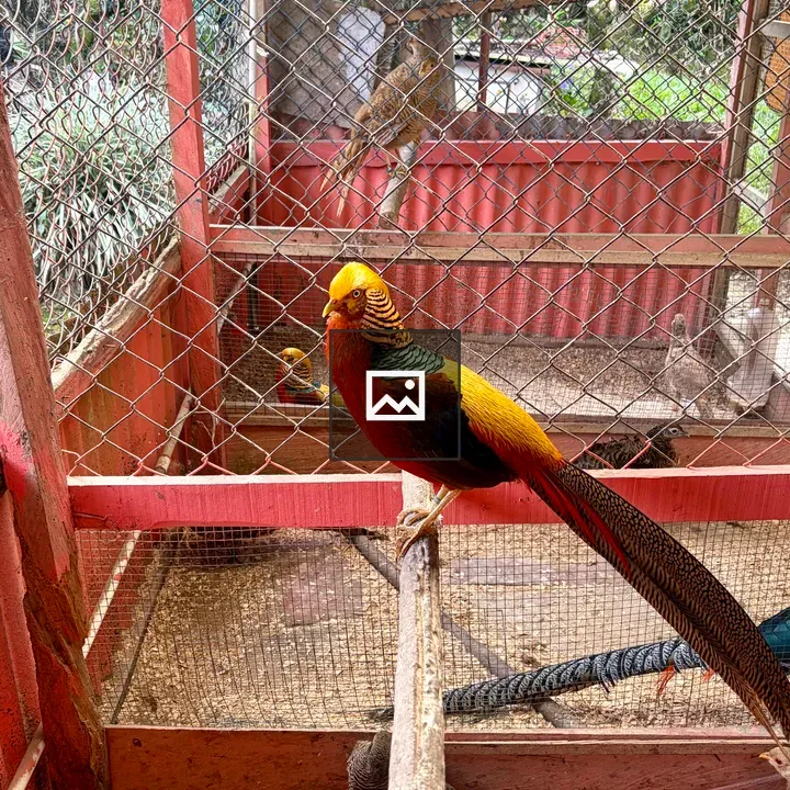 Golden pheasant on branch