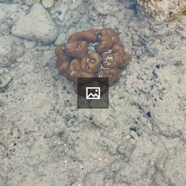 Coral