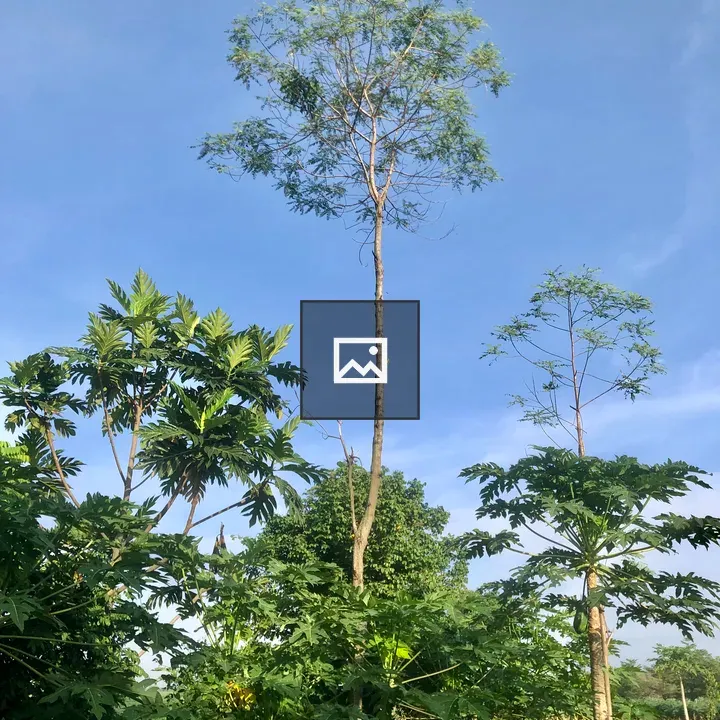 Tropical Trees