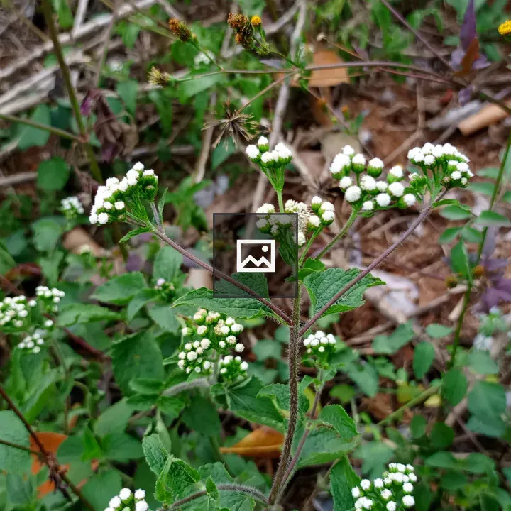 Small jungle flowers