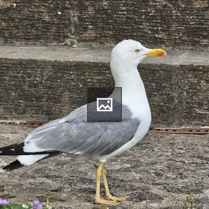 Seagull near flowers on Roman Forum