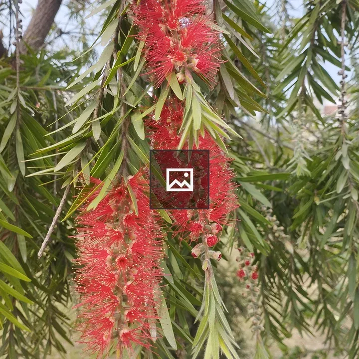 Callistemon Speciosus Flowers
