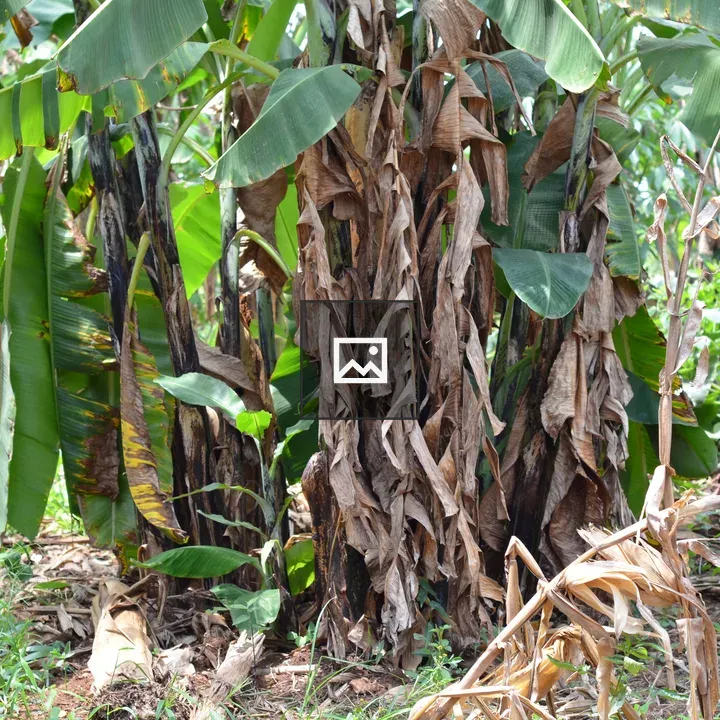 Banana plants cluster