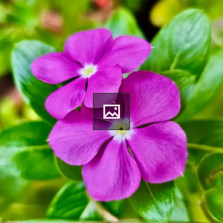 Twin Catharanthus flowers