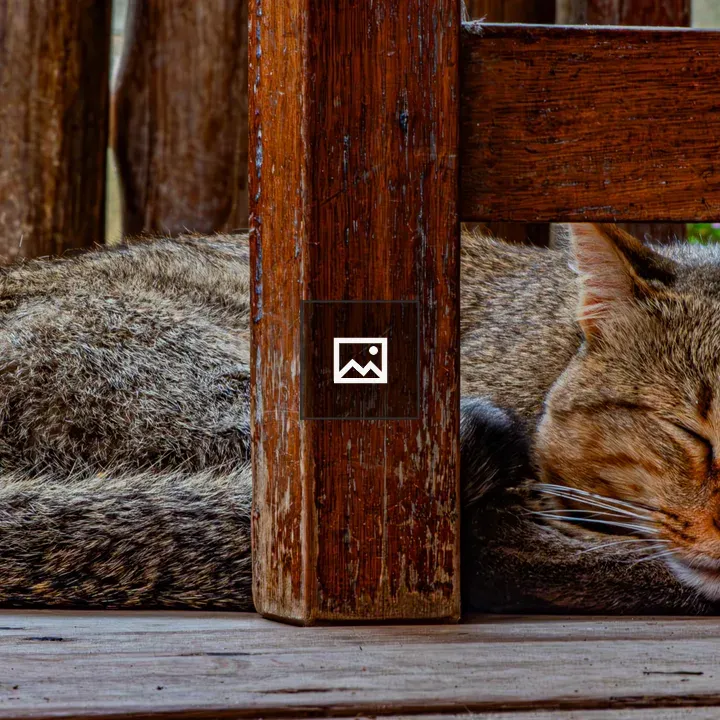 Tabby cat on wooden deck