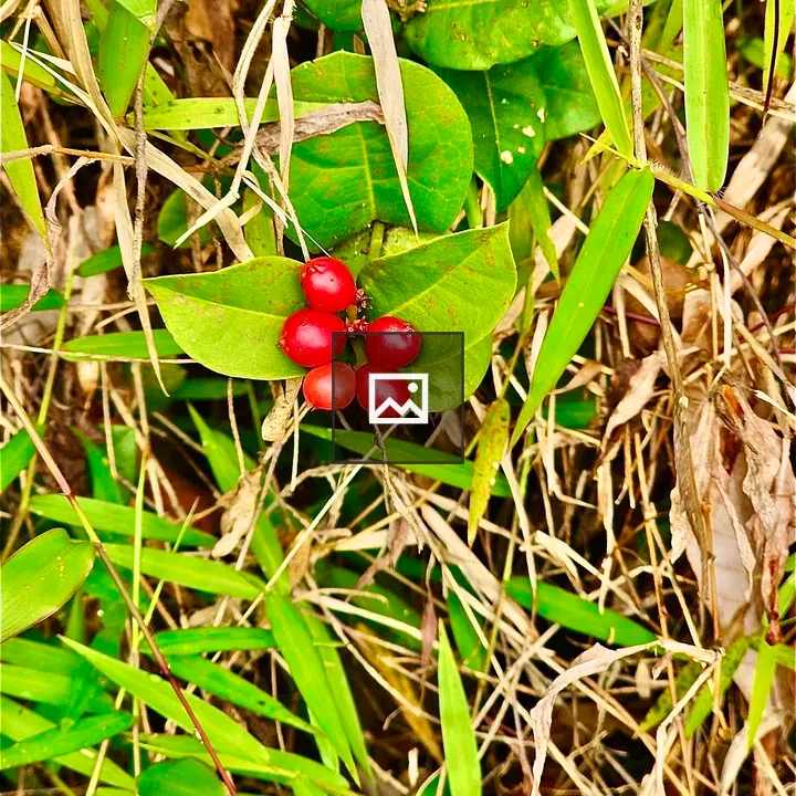 Ixora coccinea flower berries
