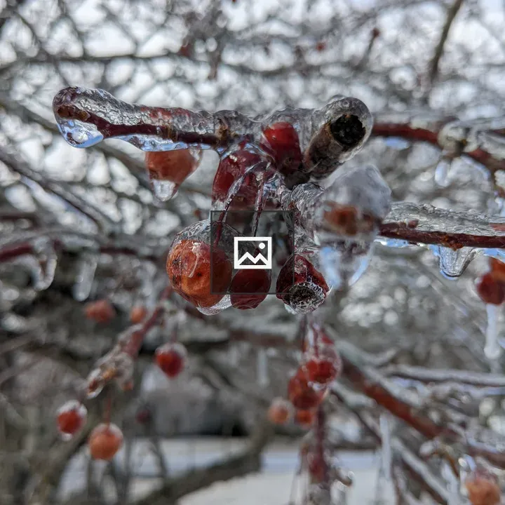 Cherries encased in ice