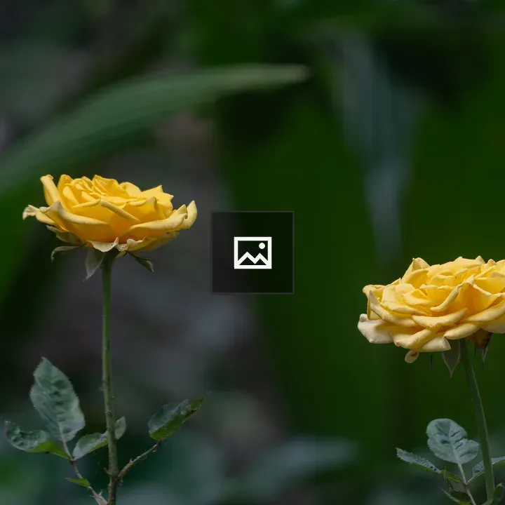 Yellow Roses close-up