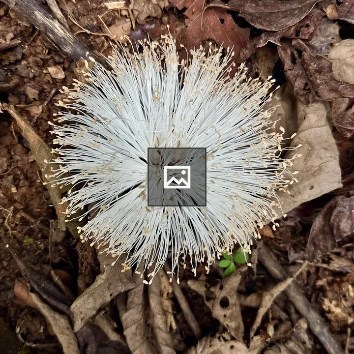 White fluffy flower in natural setting