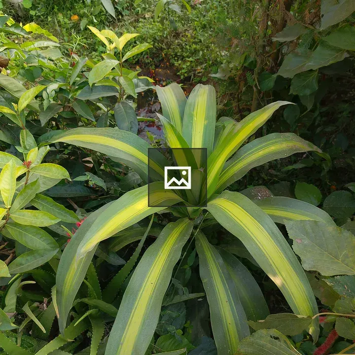 Lush Green Plant with Yellow Stripes