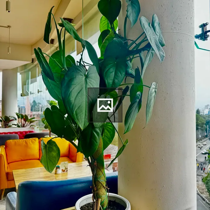 Heartleaf Philodendron indoors