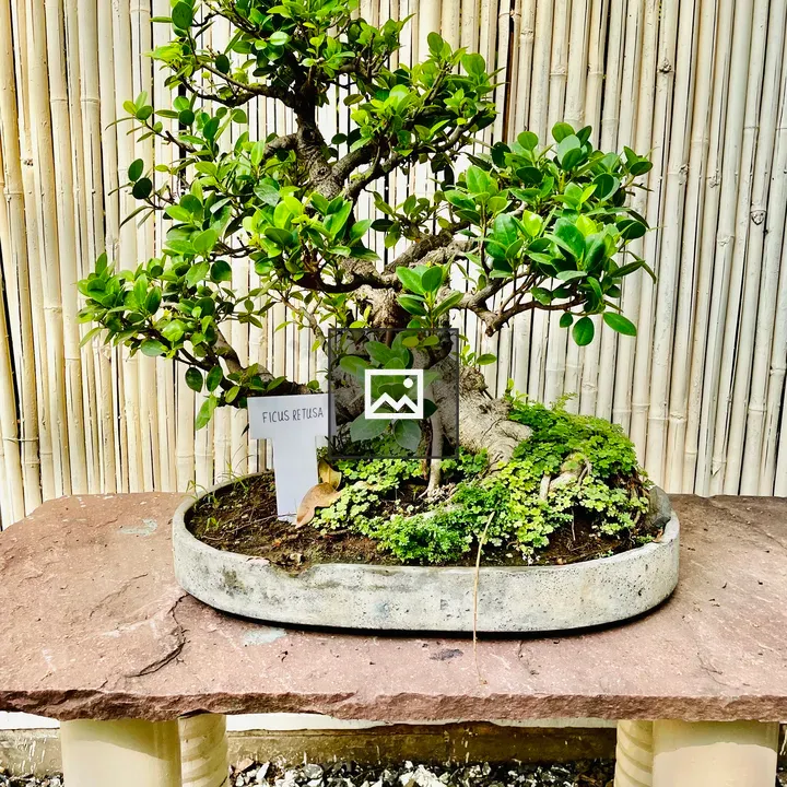 Ficus Retusa Bonsai