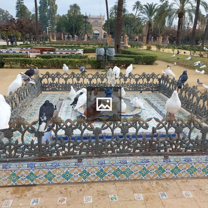 Pigeons on the fountain
