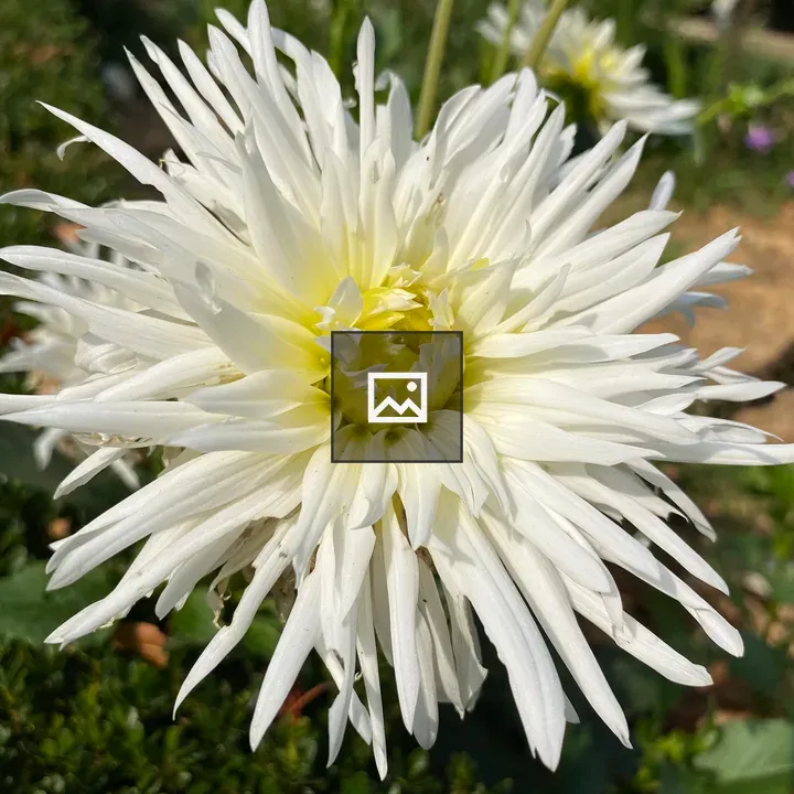 White and Yellow Flower on Green