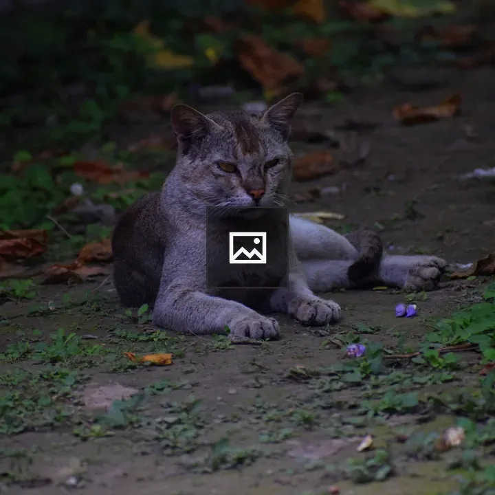 Angry Cat with Fallen Leaves
