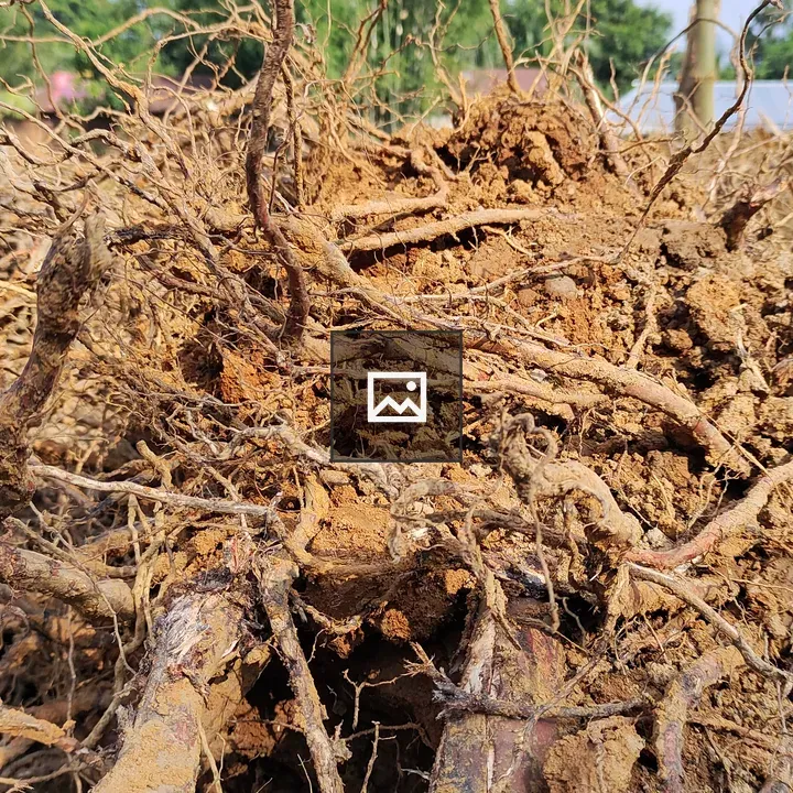 Tree with spreading roots