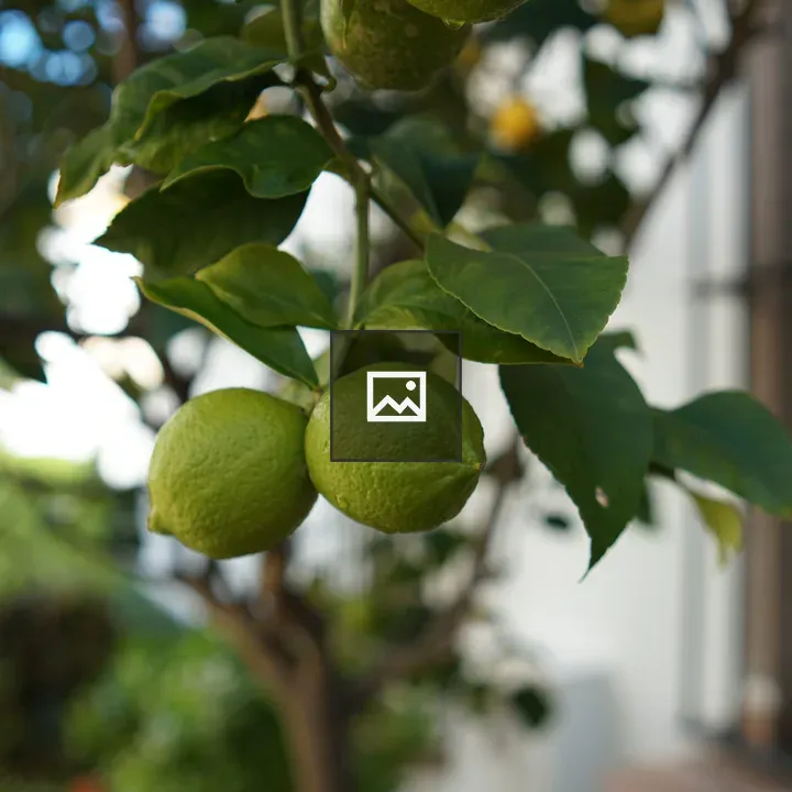Two unripe lemons on branch