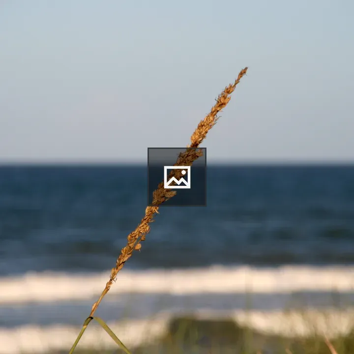 Blade of Grass Along Beach