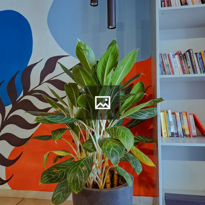 Aglaonema Strips Plant