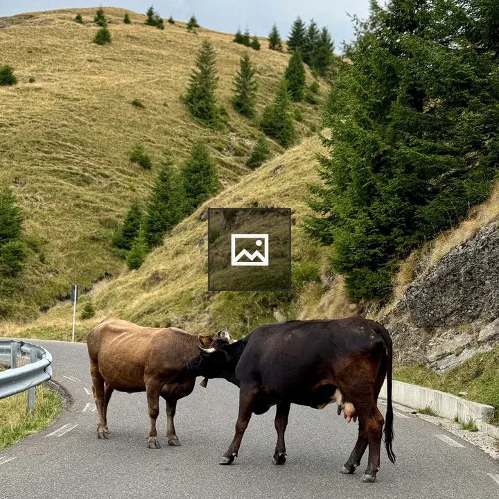 Cows on the Road in Romania