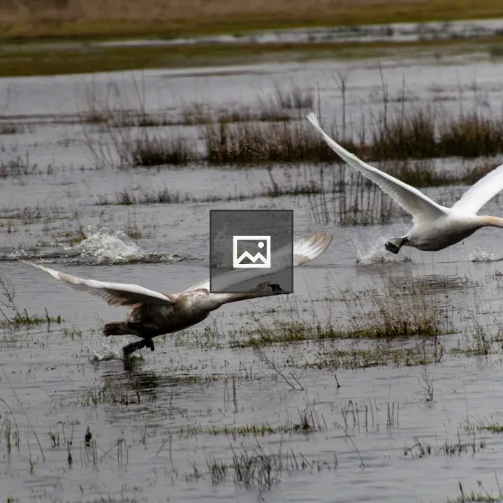 Two mute swans in flight