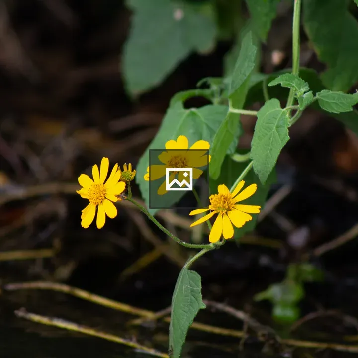 Three yellow flowers close-up