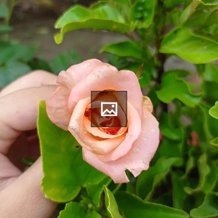 Peach-colored rose