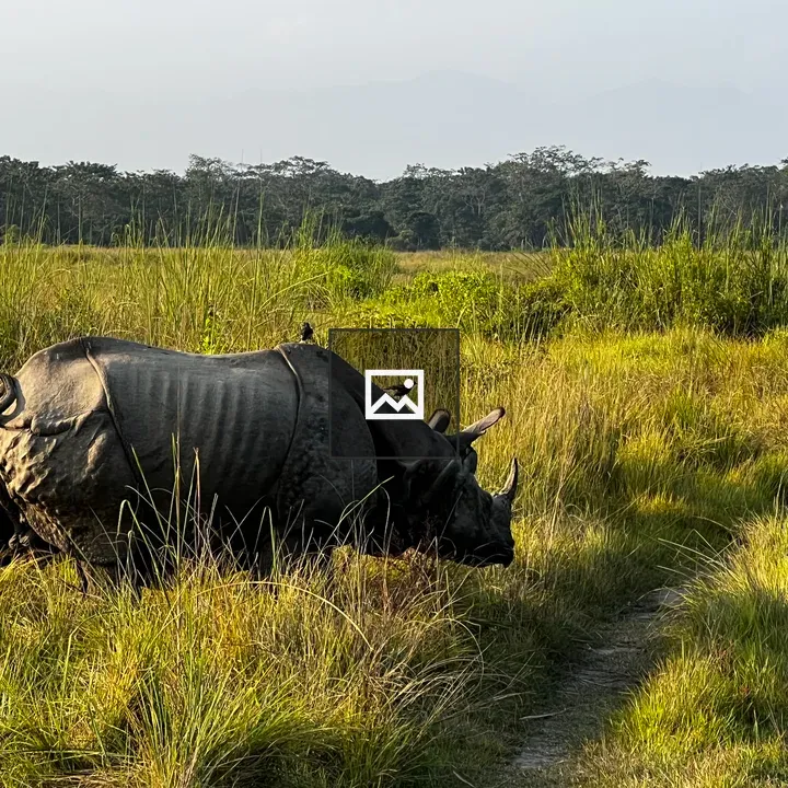 One-horned rhinoceros in tall grass