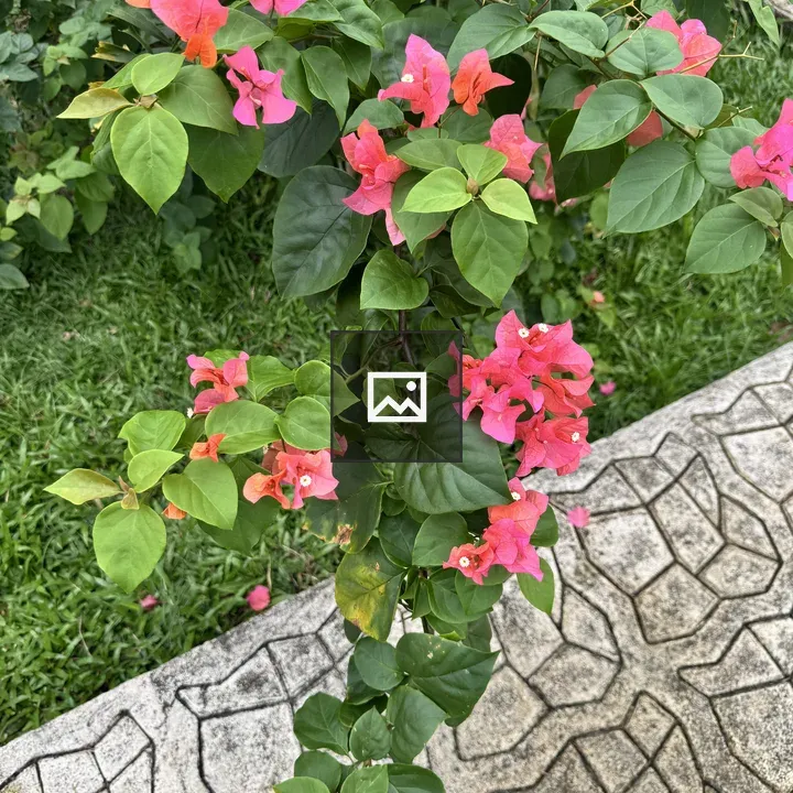 Bougainvillea over Garden Wall