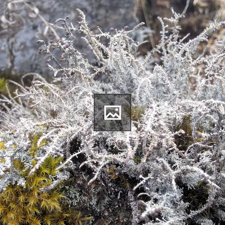 Frozen snow tree