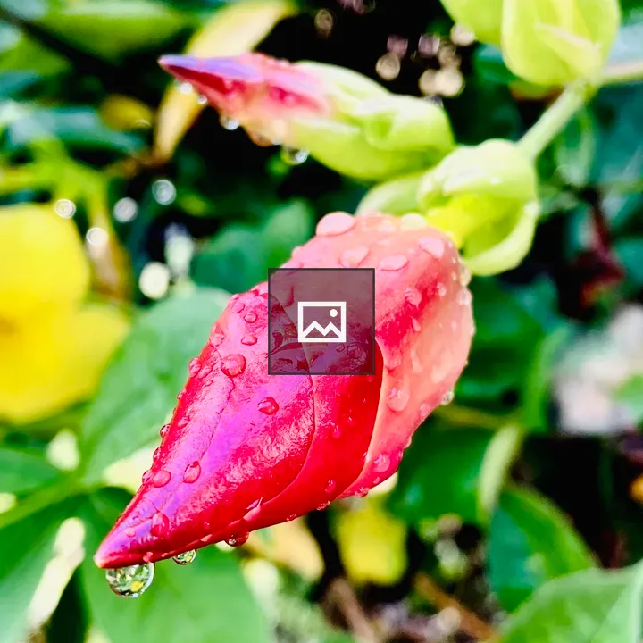 Allamanda flower bud after rain