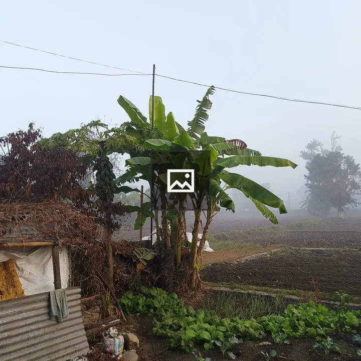 Mist Shrouded Rural Scene with Banana Plants
