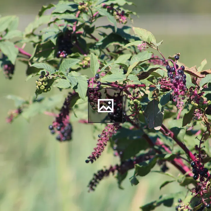 Berries in Rochester