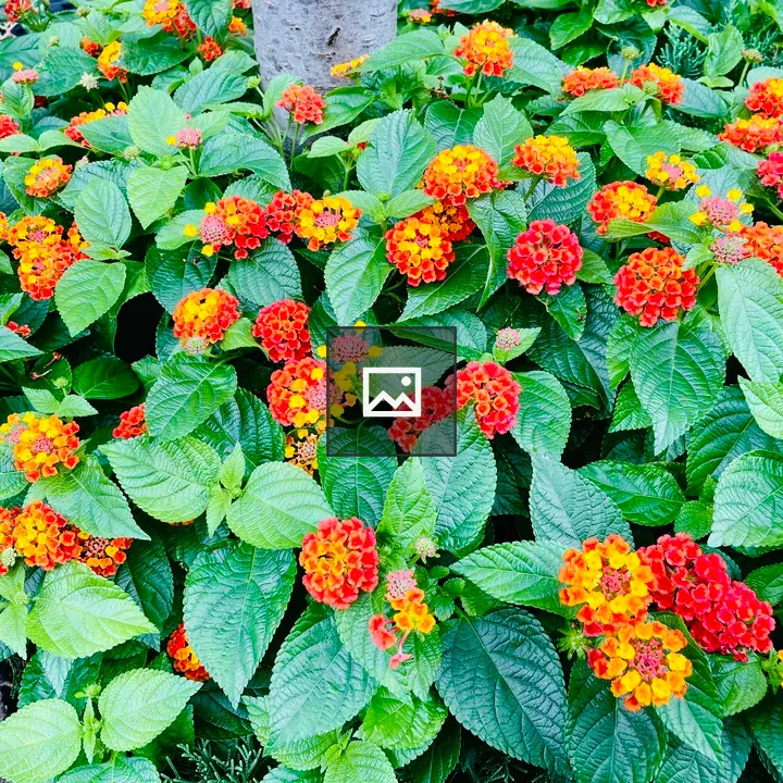 Lantana Camara Flower in Central Park