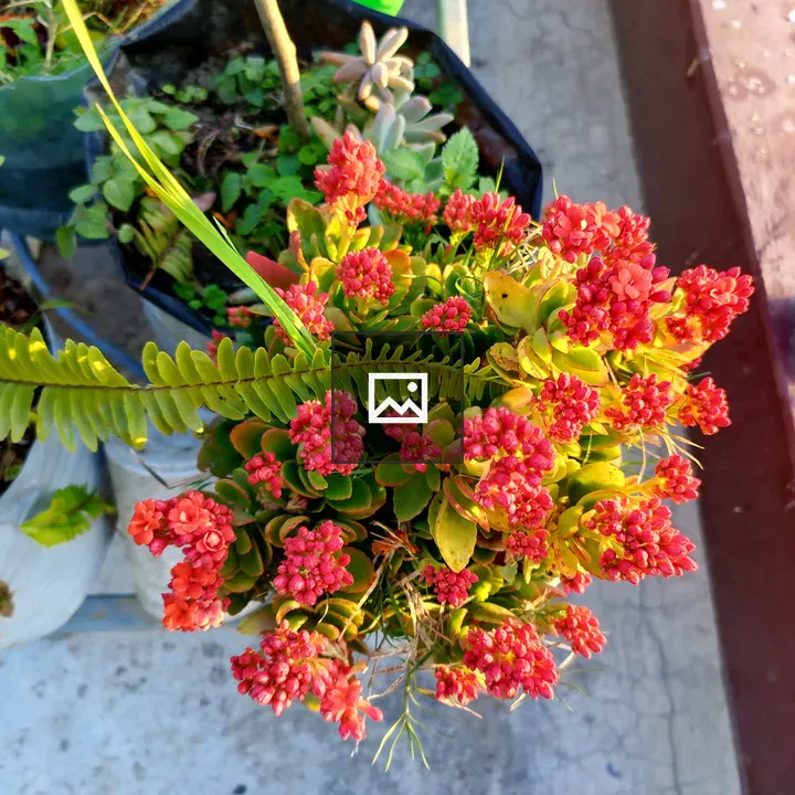 Close-up of red flower buds in potted plant