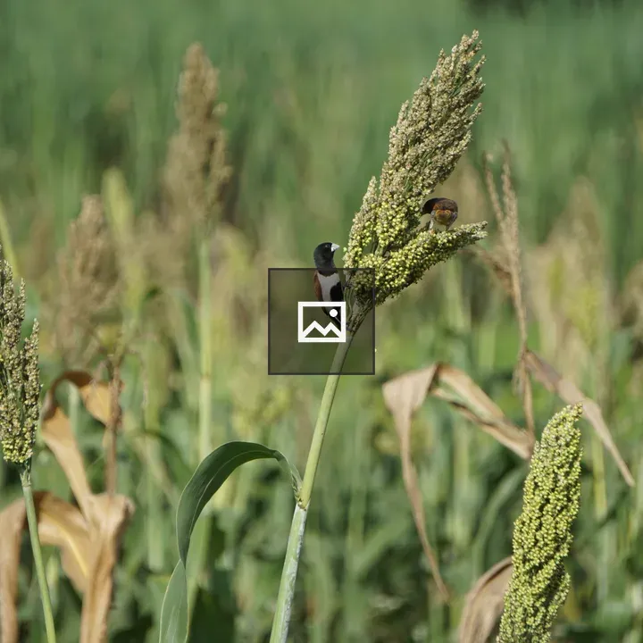 Tall grain plant with birds