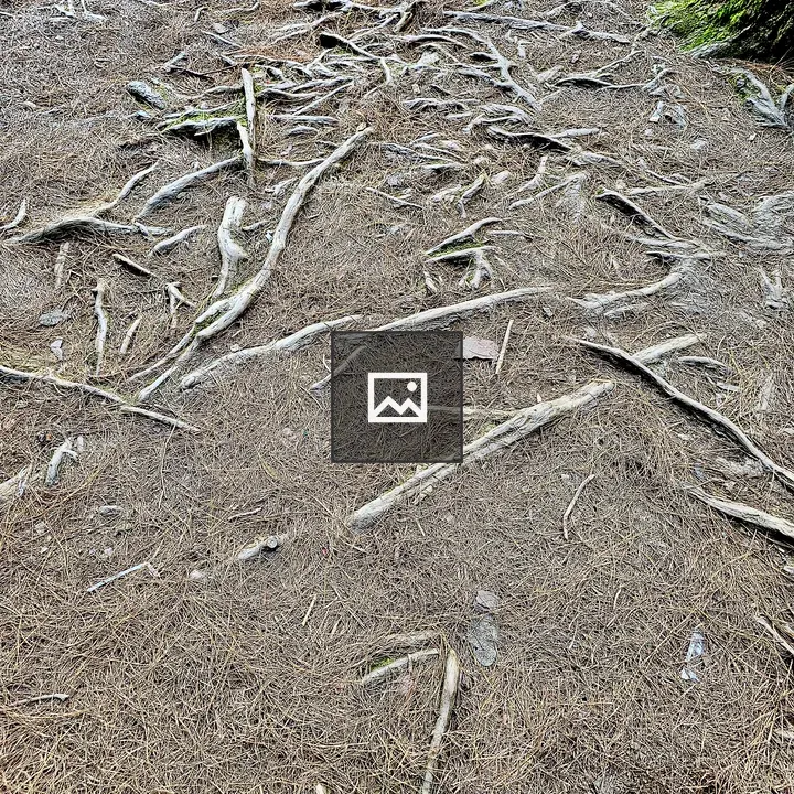 Pine tree roots