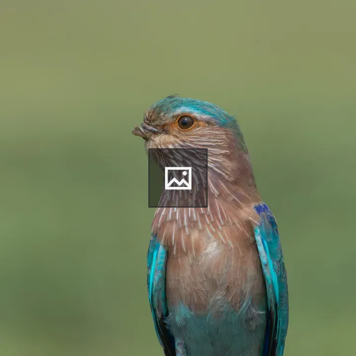 Indian Roller with Broken Beak