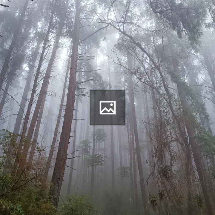 Mist in Conifer Forest