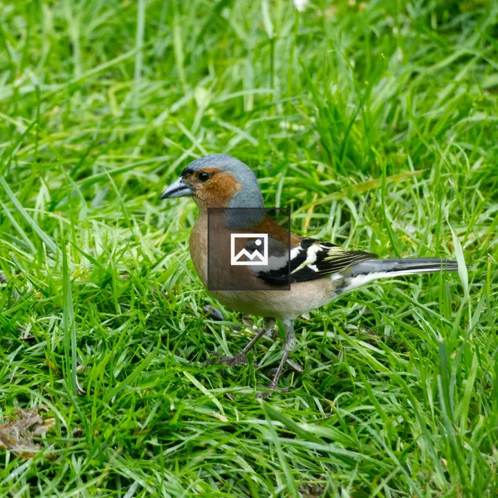 Chaffinch in Grass